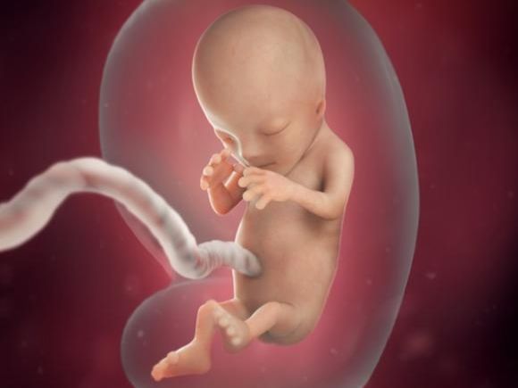 12. týden těhotenství